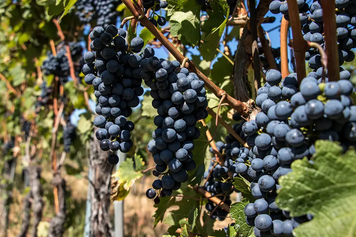 Refosco dal Peduncolo rosso Colli Orientali del Friuli, ecco come scoprire il territorio attraverso il vino