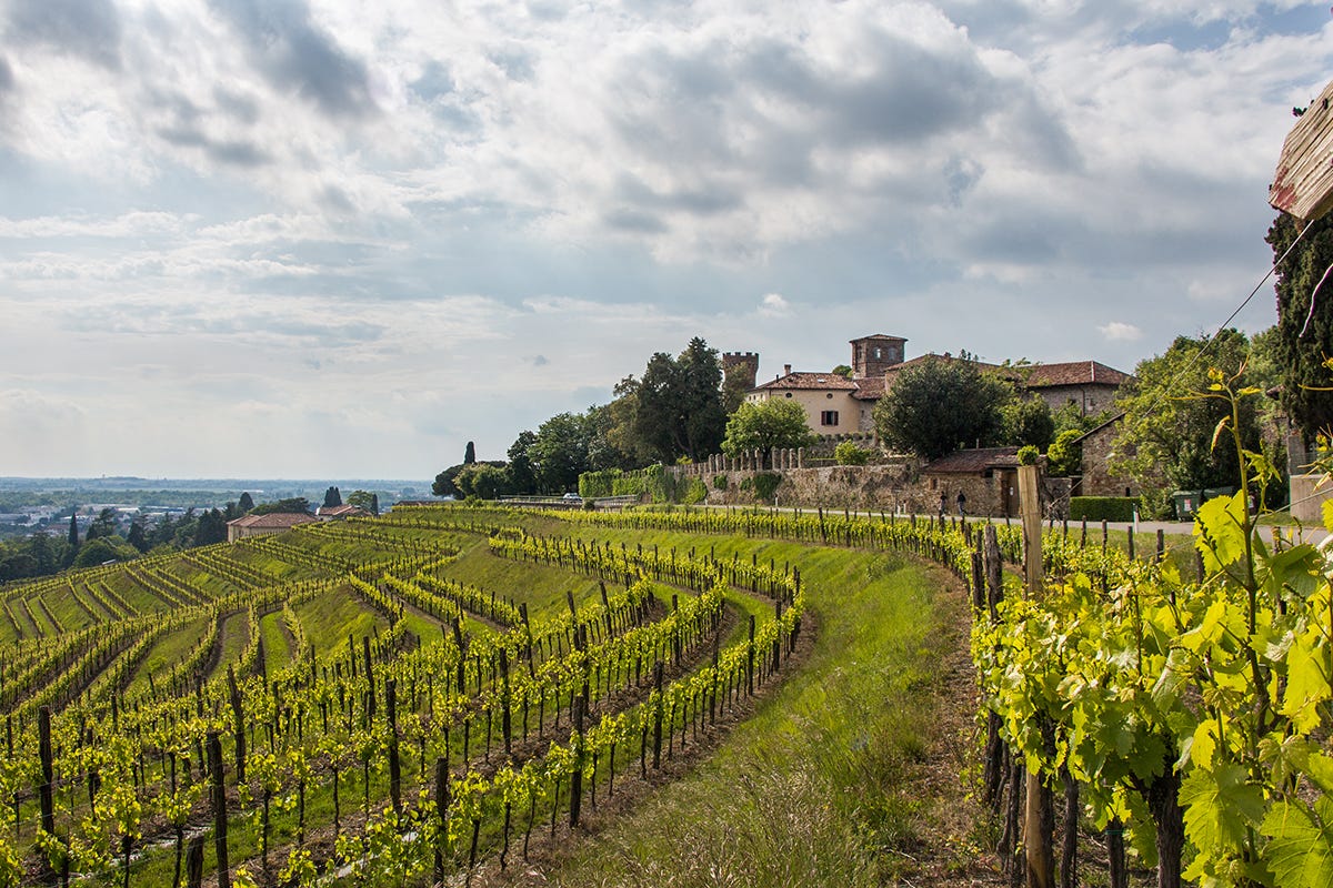 Colli Orientali del Friuli, ecco come scoprire il territorio attraverso il vino