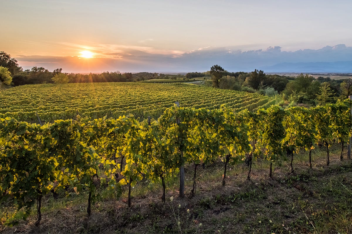 Colli Orientali del Friuli, ecco come scoprire il territorio attraverso il vino