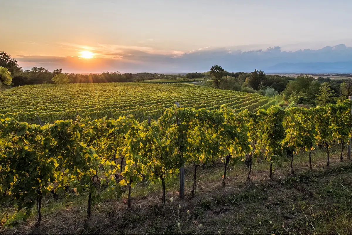 Colli Orientali del Friuli, ecco come scoprire il territorio attraverso il vino