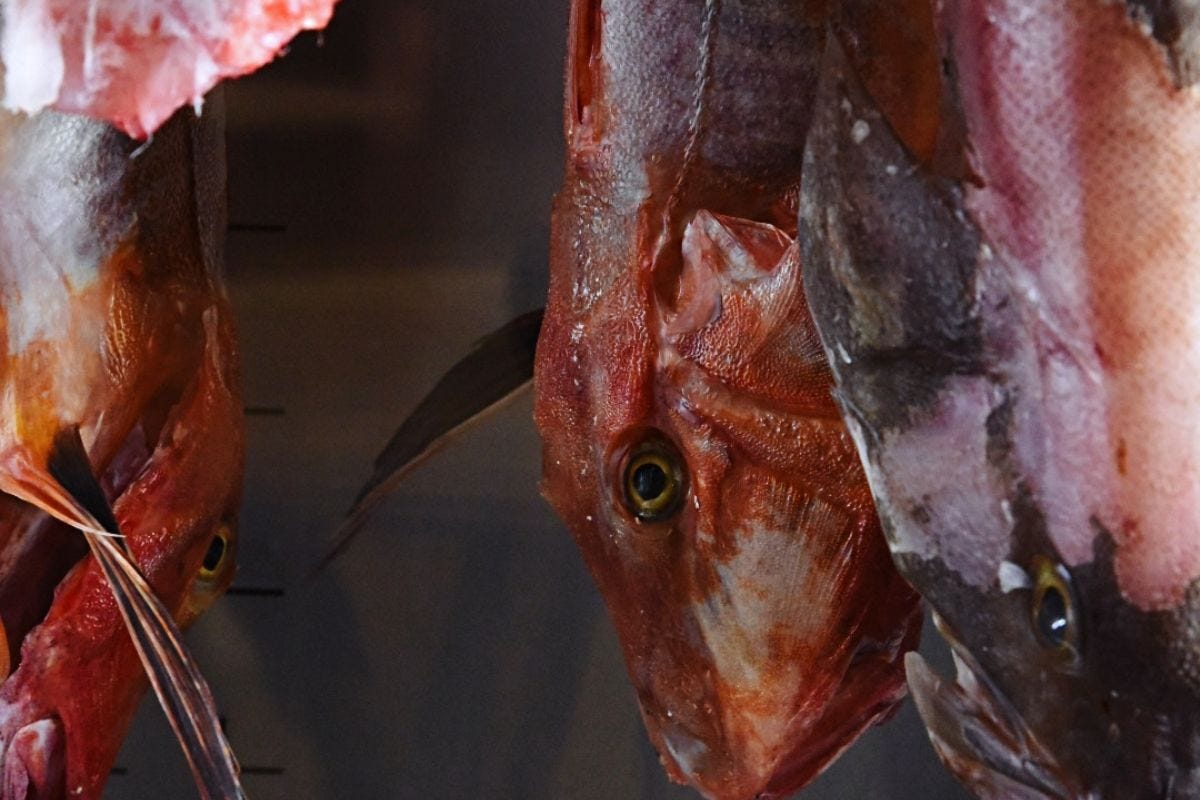 Frollatura del pesce: cos’è e come si fa. Lo spiega un maestro del pesce frollato