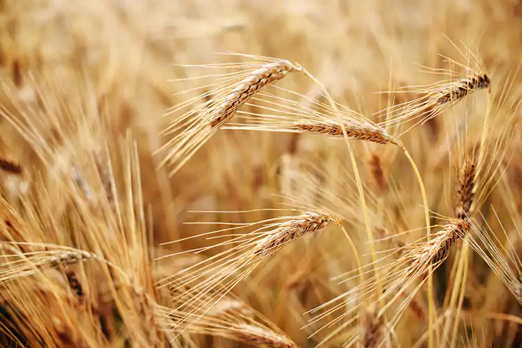 Un viaggio nella filiera del grano: tutto pronto per Molini a Porte aperte 2025