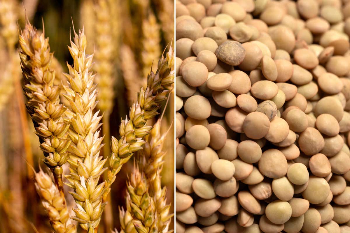 Frumento duro e lenticchie, prezzi giù: il punto sui mercati agrifood