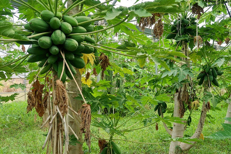 (Frutta esotica dell'Orto di Nonno Nino In Sicilia papaya e banane biologiche)