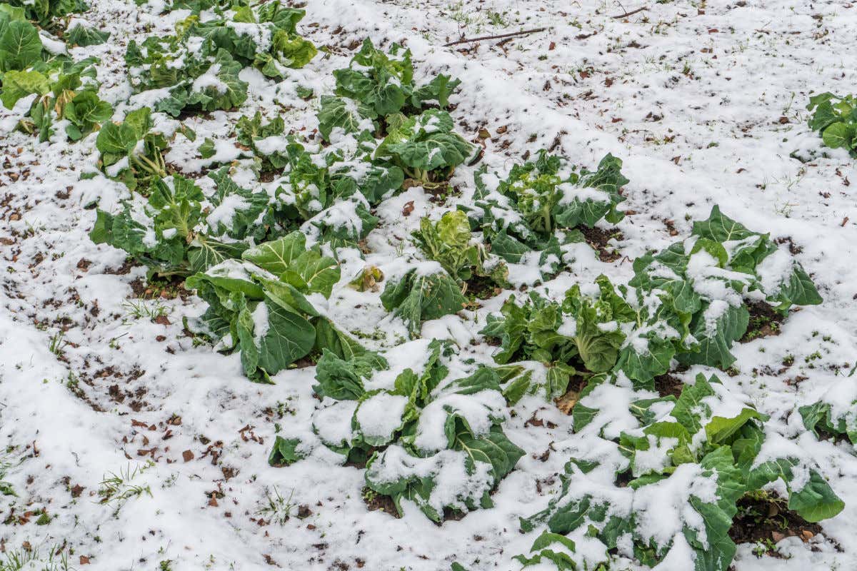 Il gelo con temperature sottozero si abbatte sull’Italia dopo un inverno caldo Il gelo si abbatte sull'Italia in azione i ventilatori perproteggere i raccolti