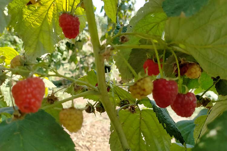 I frutti rossi dell'azienda - Frutti rossi della Basilicata Bomba (bio) di antiossidanti I frutti rossi dell'azienda - Frutti rossi della Basilicata Bomba (bio) di antiossidanti