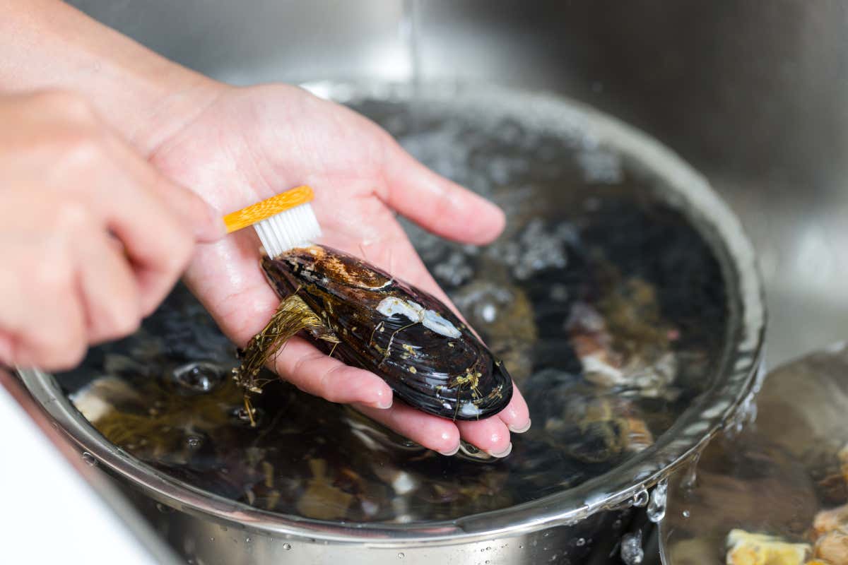 Anche una cozza sana può essere contaminata dal contatto con un contagiato da epatite A