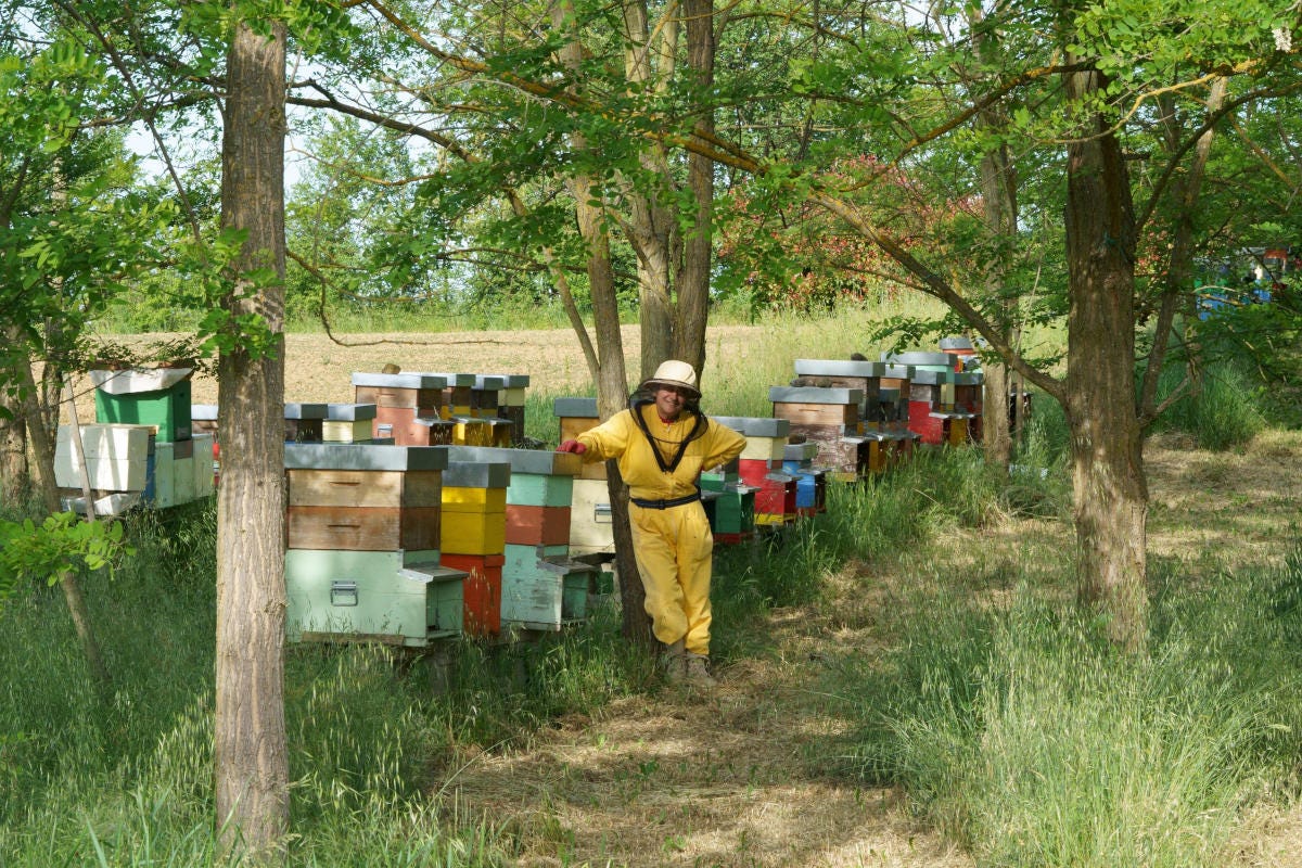 Un'apicoltrice dell'azienda Il Fucoré Un viaggio nel regno delle api tra le arnie in Emilia