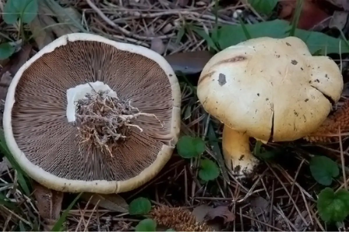 Funghi prataioli Il Grand Tour delle Marche fa tappa a &ldquo;Cagli, Terre del fungo&rdquo;