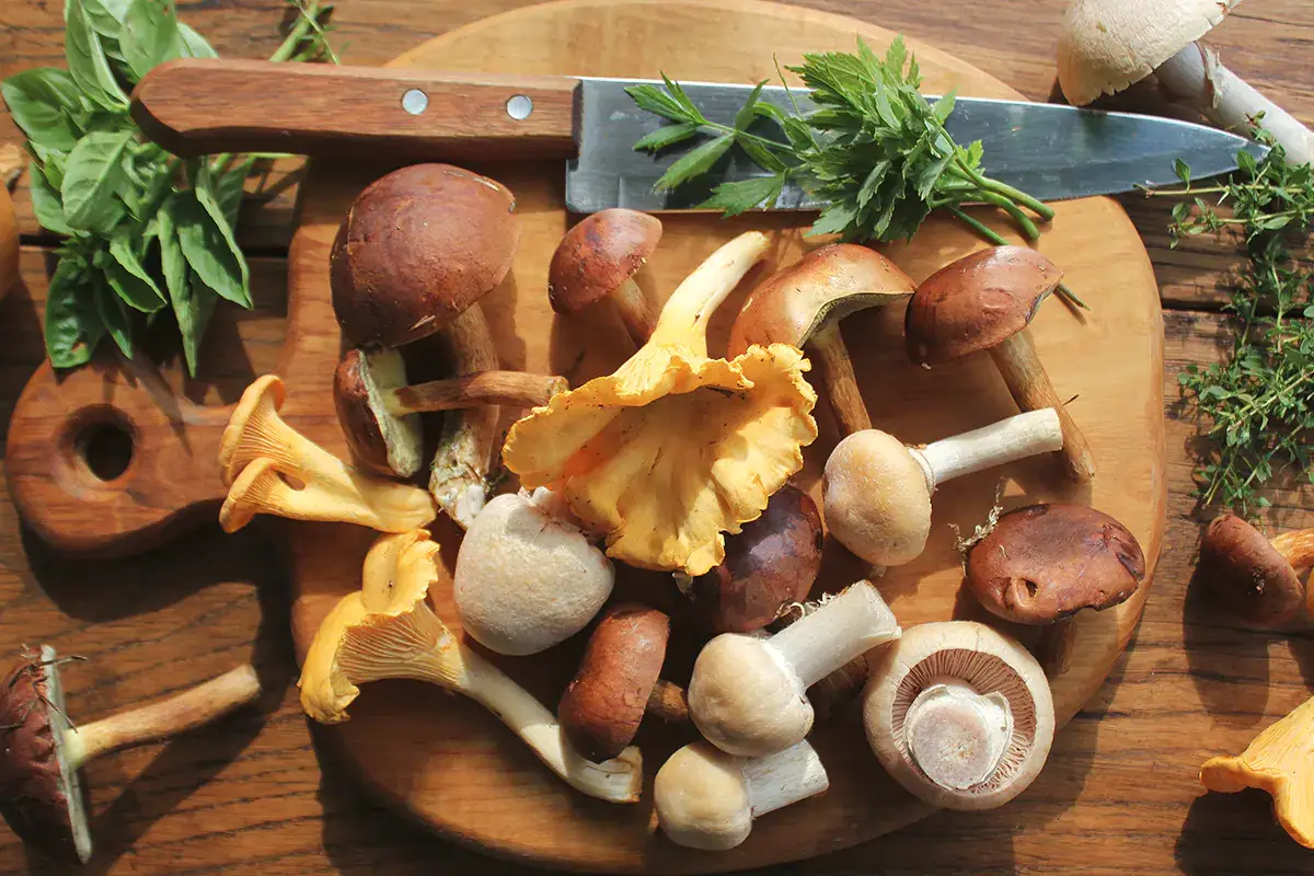 Funghi di diverso tipo Cibo di moda nel 2023? Dallo swicy al diamante bianco. Ecco dove assaggiarli