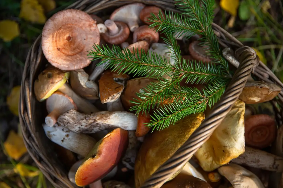 Esplosione di intossicazioni da funghi in Toscana 