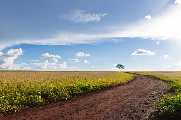 Le coltivazioni di soia nel Mato Grosso (Il futuro del cibo Una prospettiva drammatica)