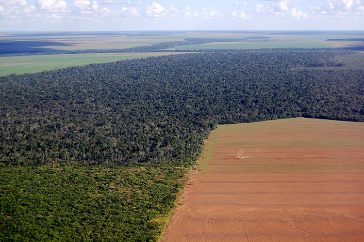 La graduale deforestazione dell'Amazzonia (Il futuro del cibo Una prospettiva drammatica)