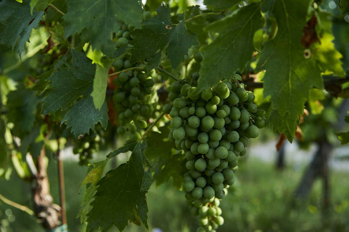 La Giuva, un equilibrio perfetto tra modernità e rispetto per le radici del vino