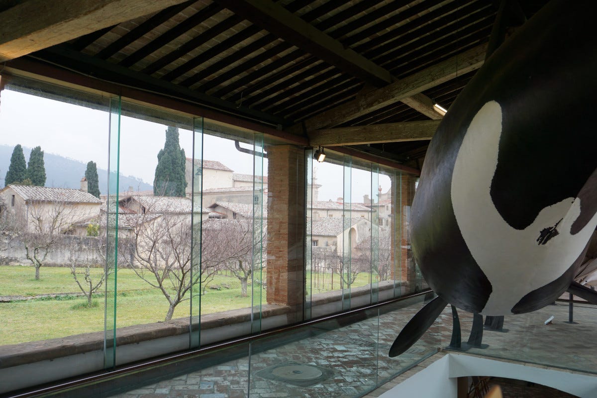 La Galleria dei cetacei  Terre di Pisa alla scoperta di una Toscana insolita