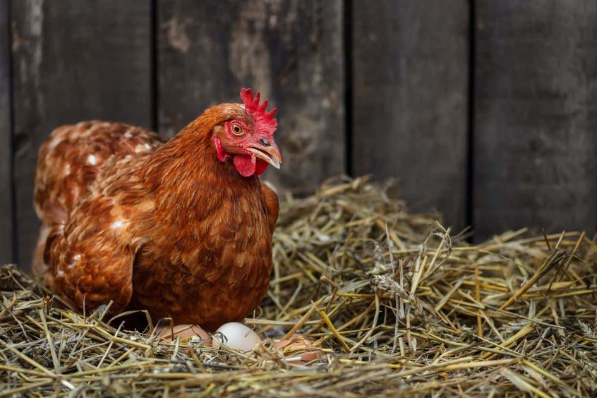 La gallina più vecchia del mondo? Ha 21 anni La gallina più vecchia nel mondo ha 21 anni e vive negli Stati Uniti La gallina più vecchia del mondo? Ha 21 anni La gallina più vecchia nel mondo ha 21 anni e vive negli Stati Uniti