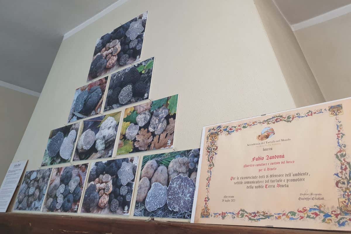 Esperimento unico in Italia: la gallina veneta che ci regala 