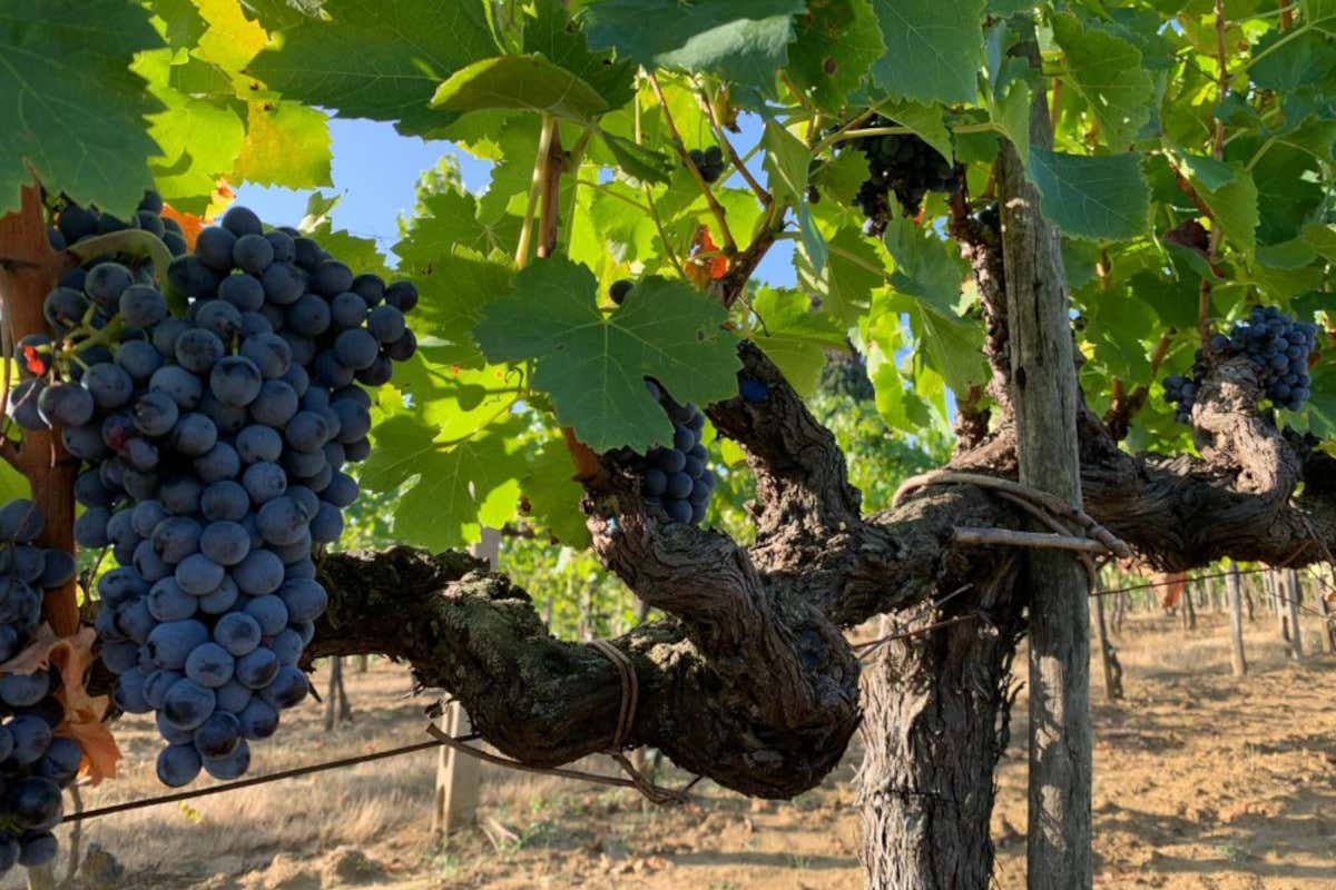 Gamay - SCHEDA Gamay - SCHEDA