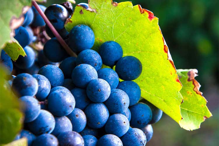 (Ganimede e Flami di Tenuta Cuffaro Intriganti blend per palati esigenti)