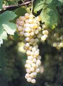 Garganega