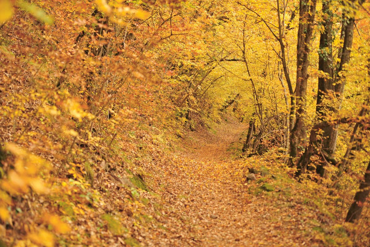 Un autunno fra benessere e gusto in Val Ridanna al Gassenhof di Racines