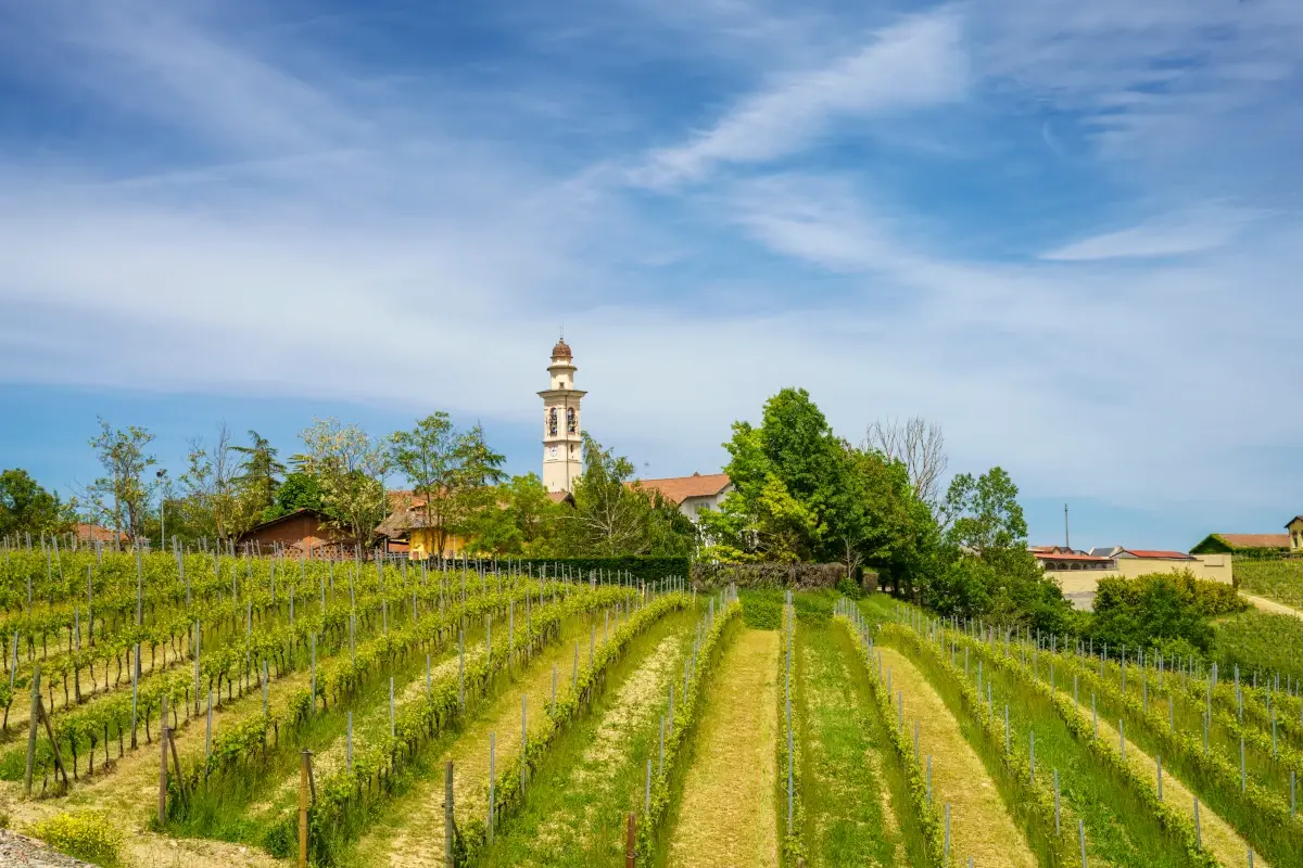 I vigneti a Gavi Novese, territorio tutto da scoprire in Piemonte