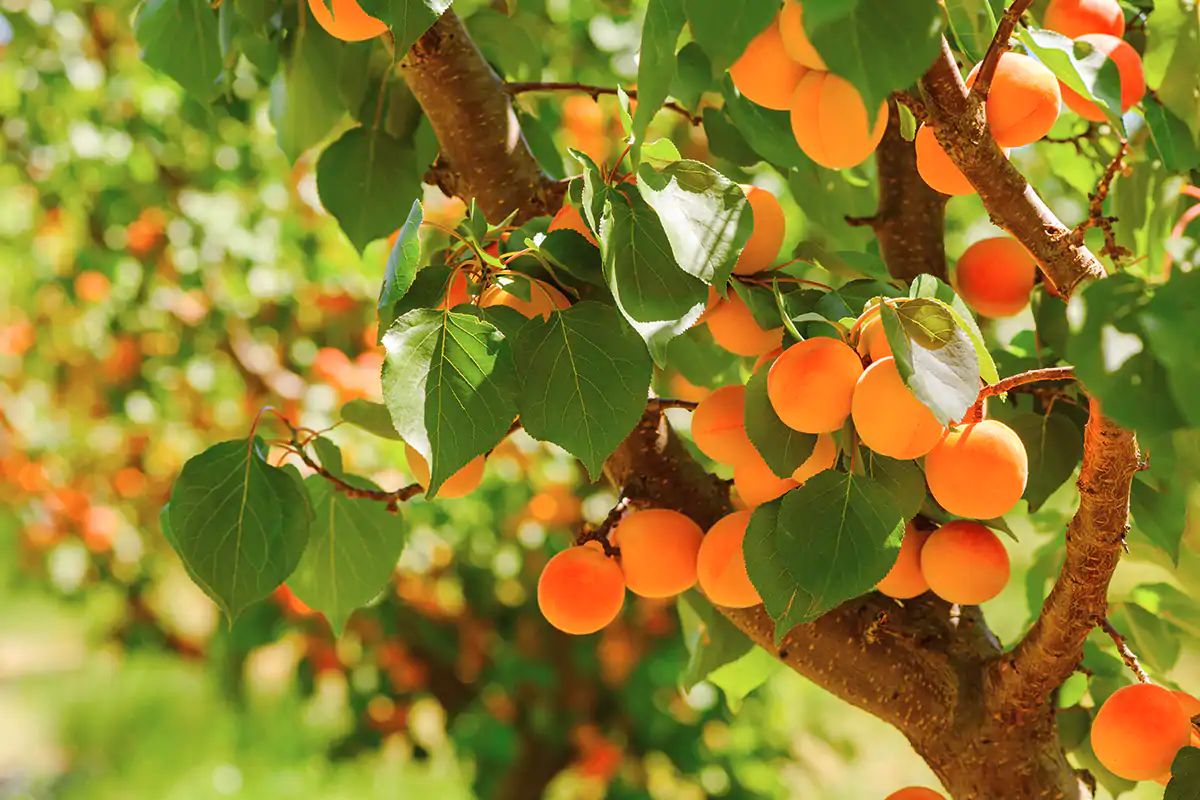 Le albicocche hanno perso il 40% del prodotto potenziale Gelate tardive colpiscono l'ortofrutta: 862 milioni di euro di danni