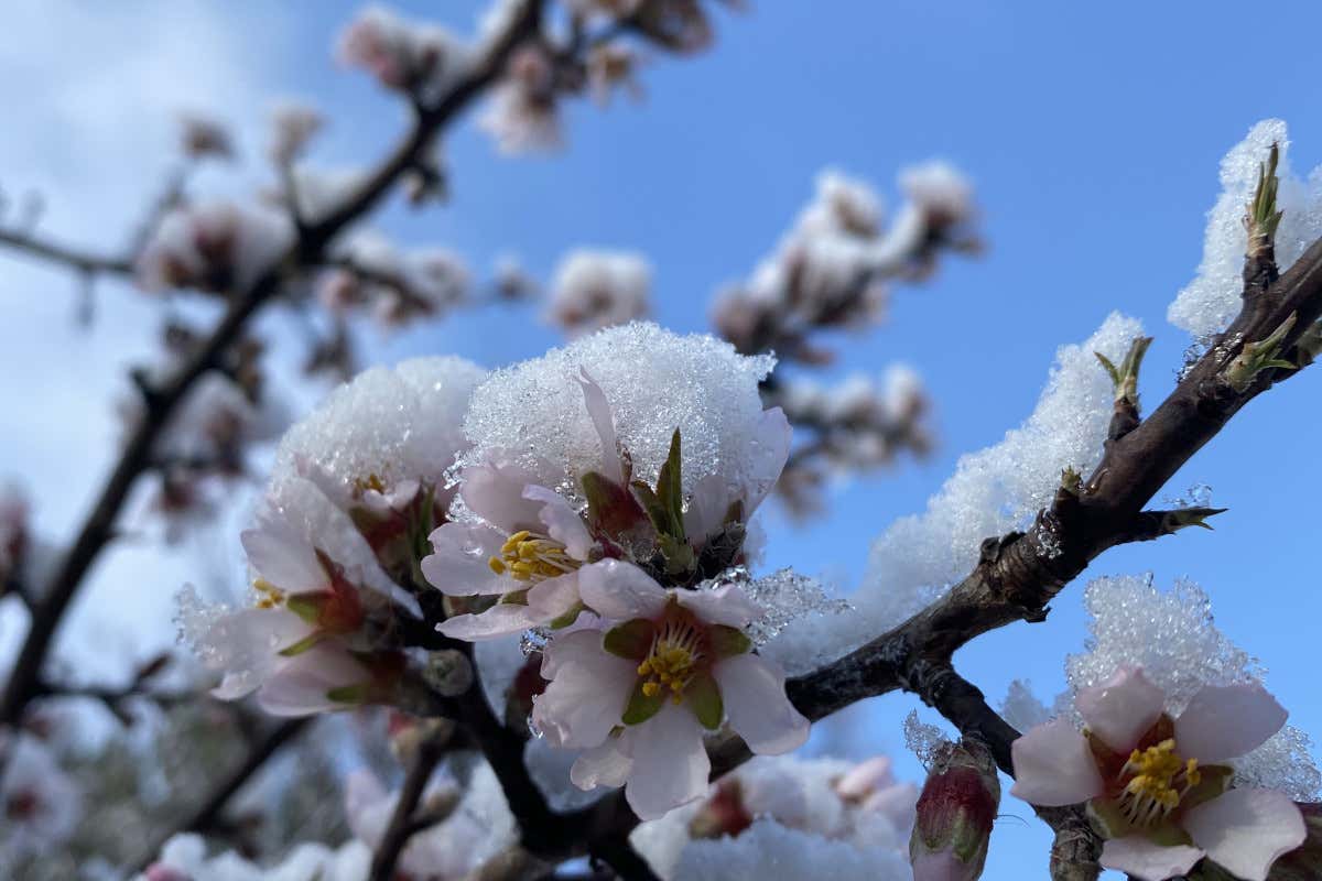 Allerta meteo anche per le coltivazioni già fiorite fuori stagione per il caldo anomalo di inizio anno