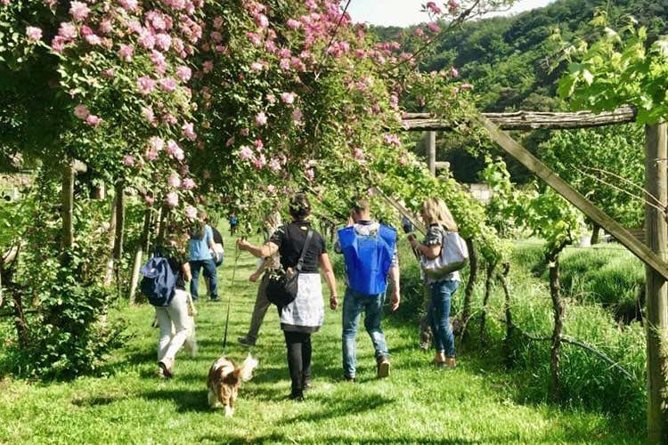 Passeggiata tra i vigneti di Serso Weekend con i sapori del Trentino Tra escursioni in bici e picnic