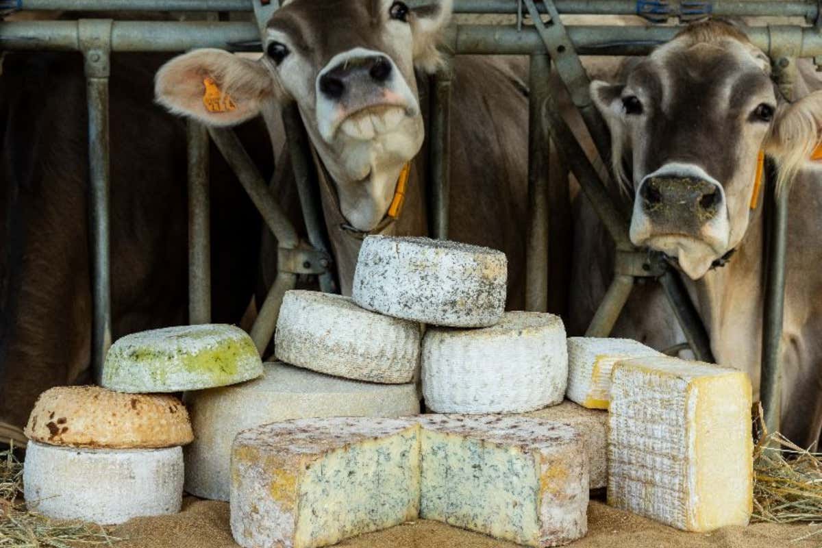 Ecco come il progetto Genova Gourmet sta valorizzando le eccellenze liguri