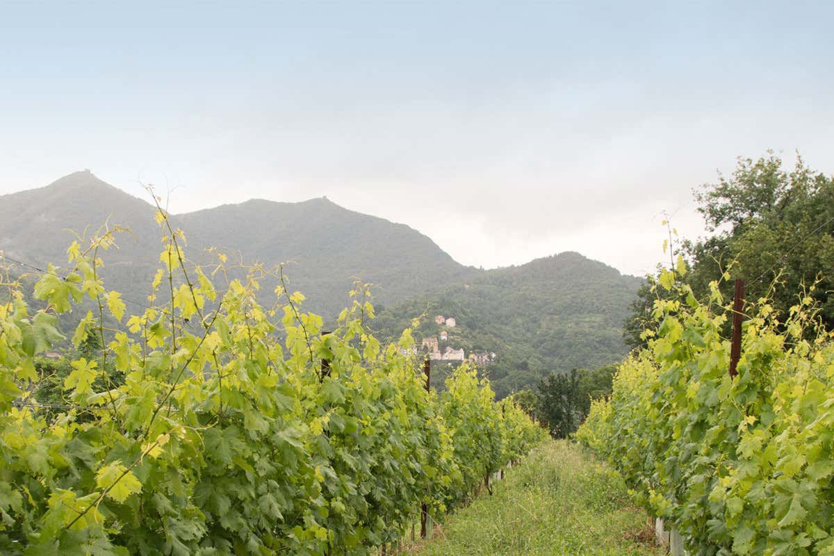 Ecco come il progetto Genova Gourmet sta valorizzando le eccellenze liguri Ecco come il progetto Genova Gourmet sta valorizzando le eccellenze liguri