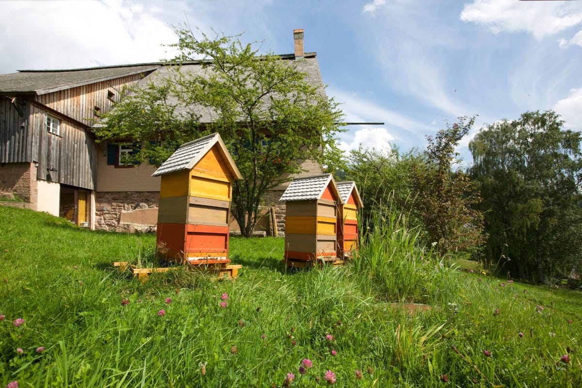 Una delle arnie dell'hotel Bareiss in Germania Miele: un tour in Italia e nel mondo alla scoperta dell'apicoltura