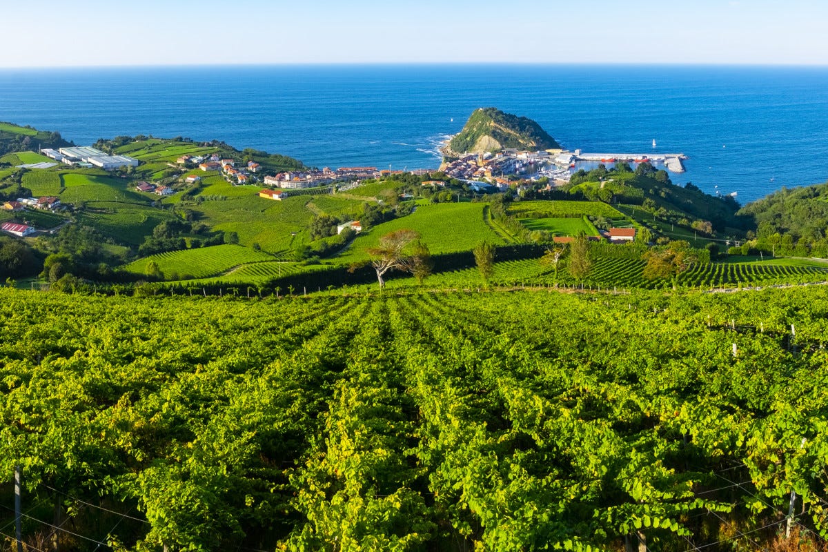 I vigneti delle colline sopra Getaria  Txakoli il vino basco figlio dell'oceano Atlantico