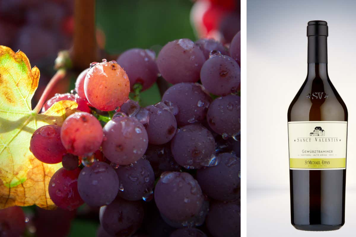 Cantina San Michele Appiano: cinque vitigni per un'eccellenza altoatesina