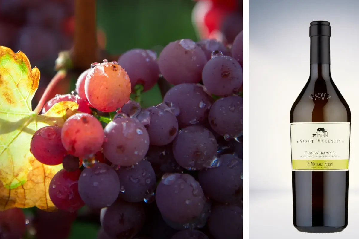 Cantina San Michele Appiano: cinque vitigni per un'eccellenza altoatesina