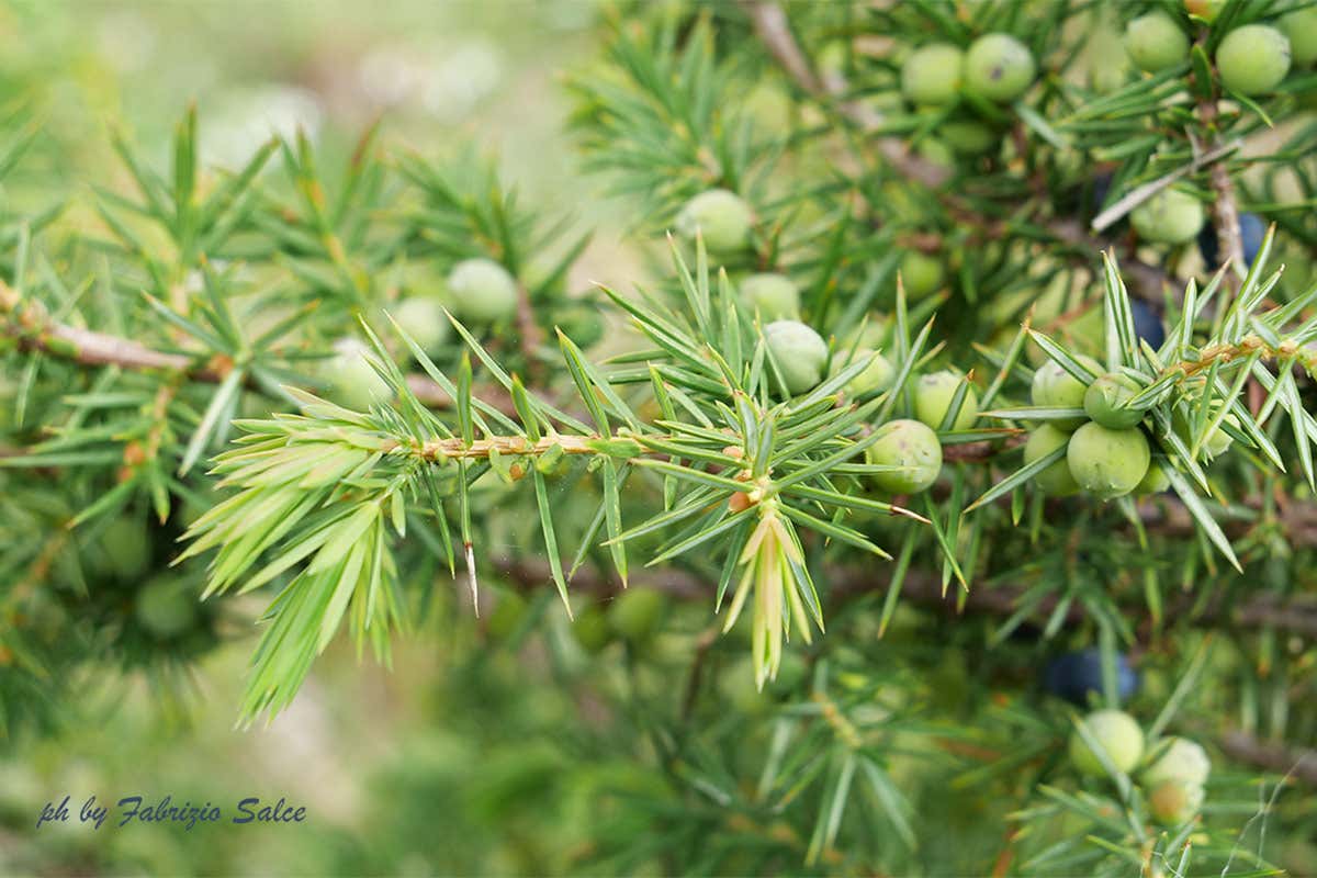 Il ginepro del territorio di Podere Castellare Peter in Florence, un classico Un London Dry Gin tutto toscano