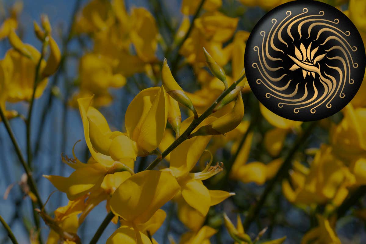 Brut 700 Lost Edition: con Cusumano  un brindisi per la biodiversità