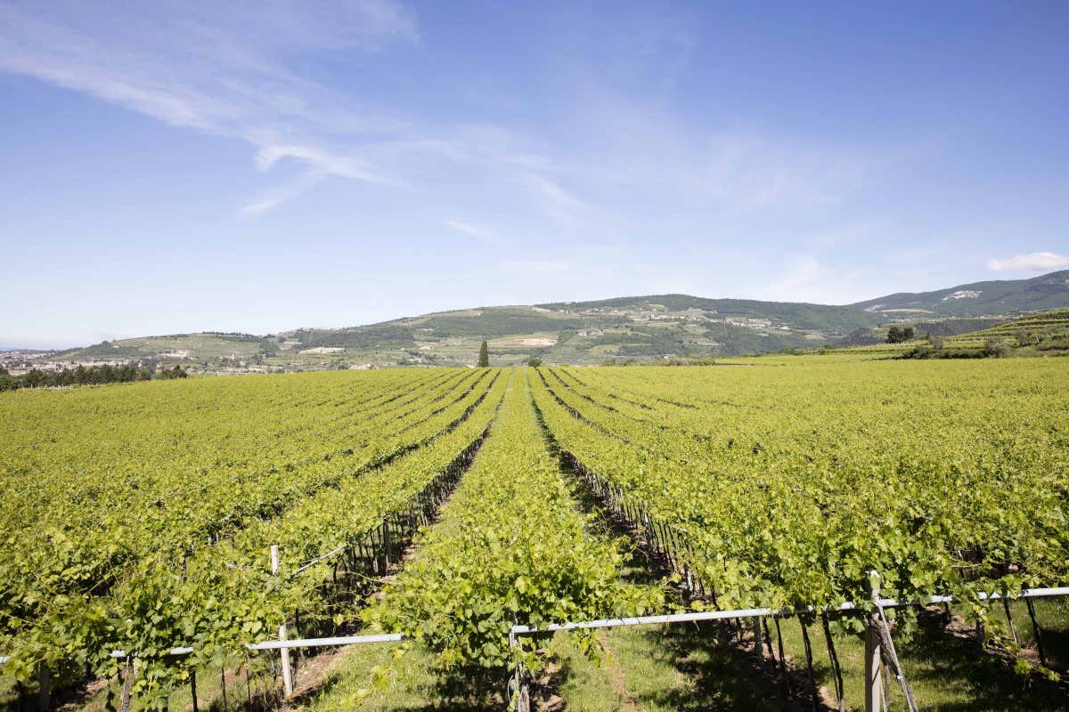 La parcella da cui nasce Gioè Santa Sofia, ecco il nuovo Gioè. Segni particolari: elegantissimo