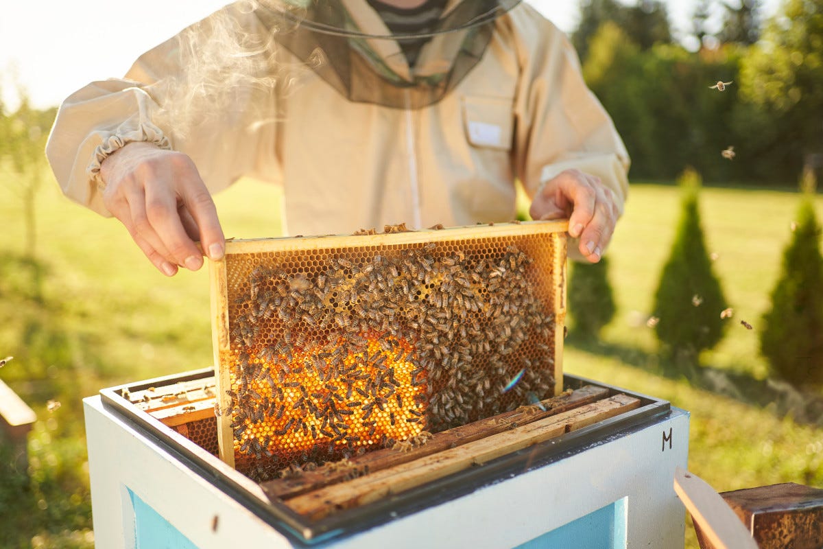 Il 20 maggio si celebra la giornata mondiale delle api Miele: un tour in Italia e nel mondo alla scoperta delle api