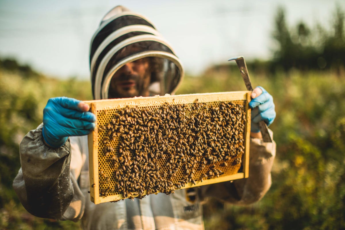 L'apicoltura è essenziale per la sostenibilità ambientale Miele: un tour in Italia e nel mondo alla scoperta dell'apicoltura