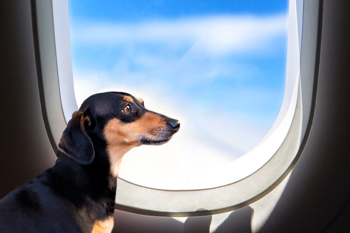 In vacanza col cane: 5 consigli per volare con l'amico a quattro zampe
