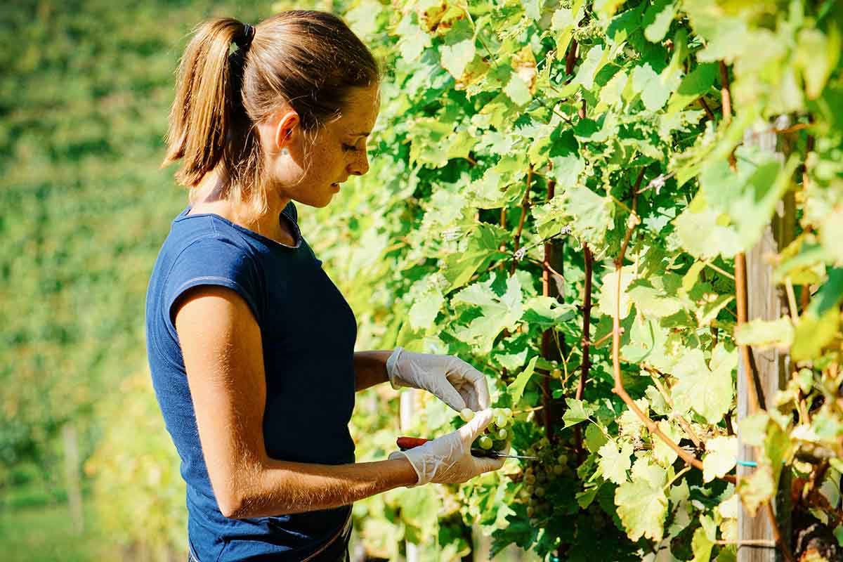 Un giovane agricoltore su 10 possiede una vigna  In vigna largo ai giovani: sono 5500 le cantine under 35