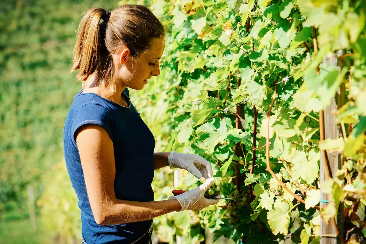Un giovane agricoltore su 10 possiede una vigna&nbsp; In vigna largo ai giovani: sono 5500 le cantine under 35