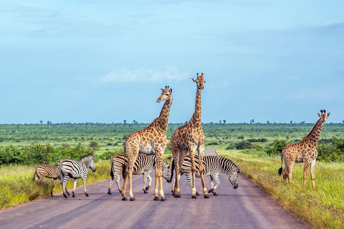 Tra gli animali da vedere al Kruger Park anche le giraffe Mozambico (da finire)