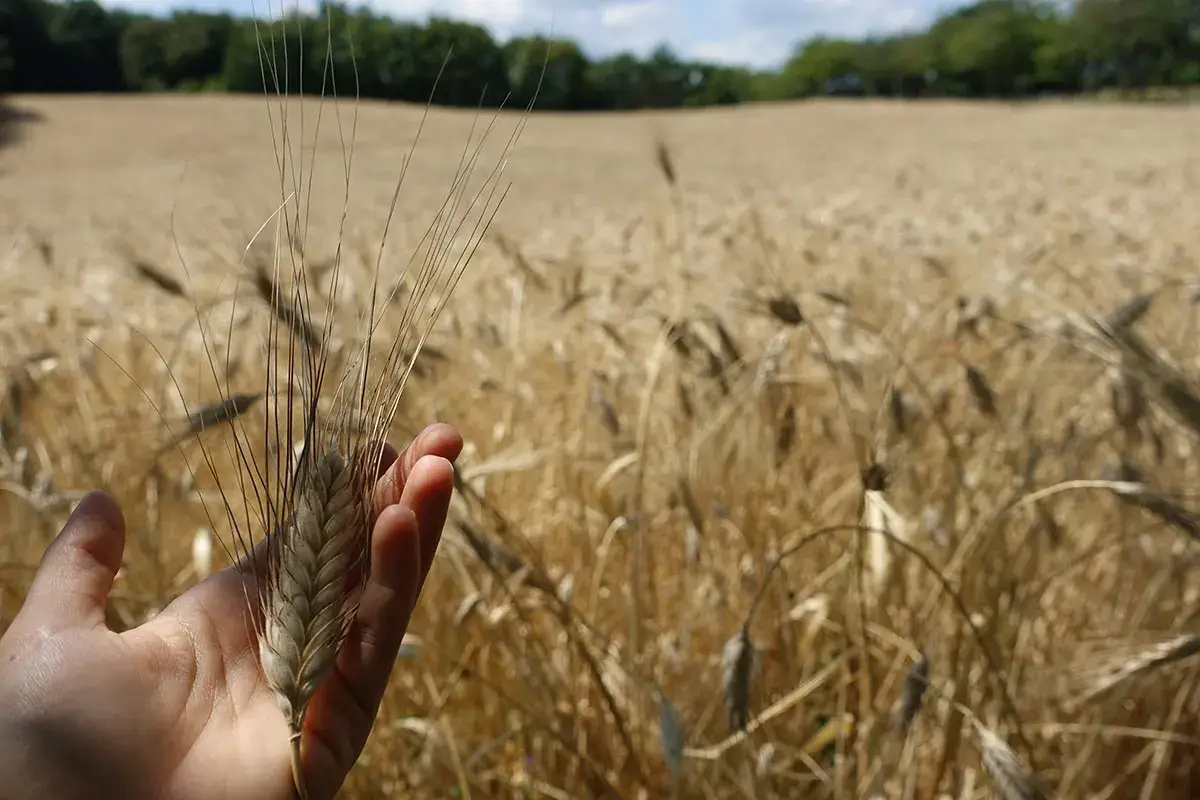 Cala il prezzo del grano, ma non si pu&ograve; gioire: &ldquo;&Egrave; colpa delle speculazioni&rdquo;