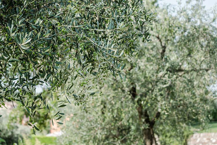 A giugno torna WardaGarda Alla scoperta dell’olio del Garda Dop A giugno torna WardaGarda Alla scoperta dell’olio del Garda Dop