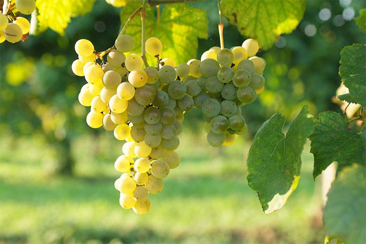 Glera, vitigno usato per produrre uno dei vini più venduti al mondo