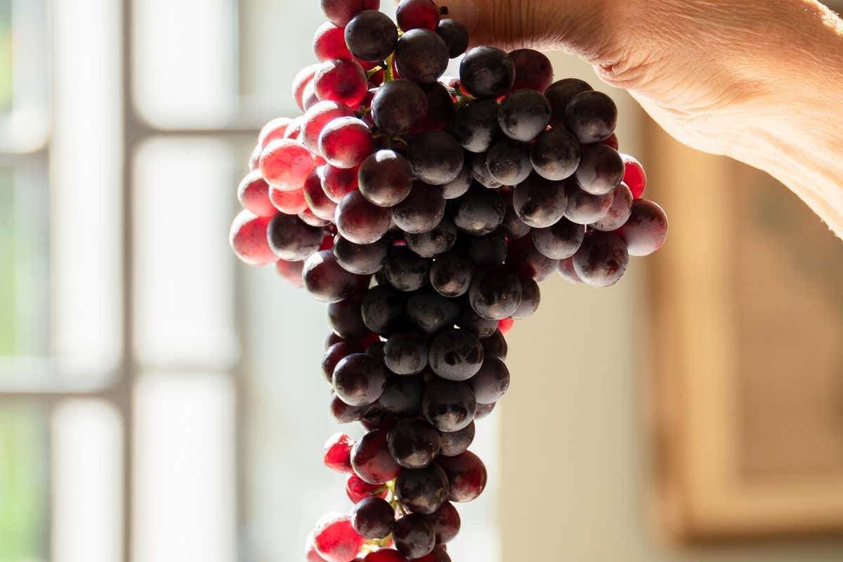 I 30 anni della Doc del Verduno Pelaverga, il vino rosso speziato del Piemonte I 30 anni della Doc del Verduno Pelaverga, il vino rosso speziato del Piemonte