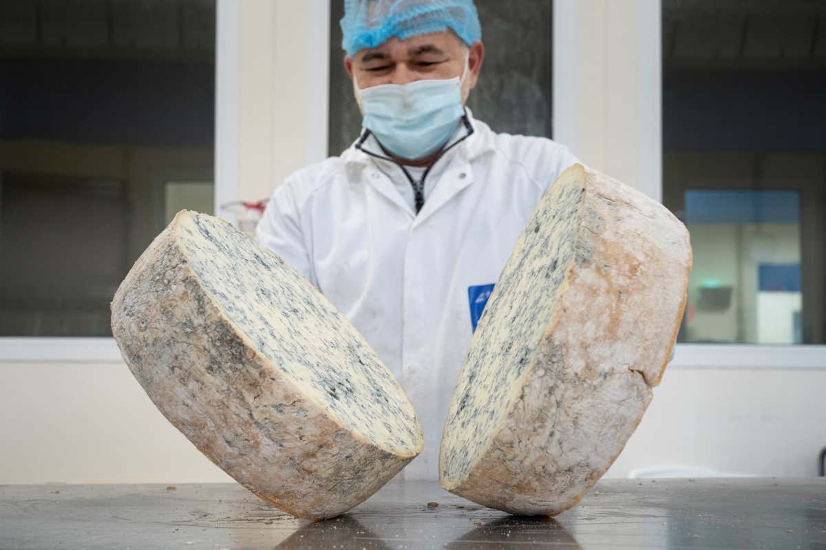 Export Gorgonzola Dop 2025: la Francia cresce, Germania in calo Export Gorgonzola Dop 2025: la Francia cresce, Germania in calo