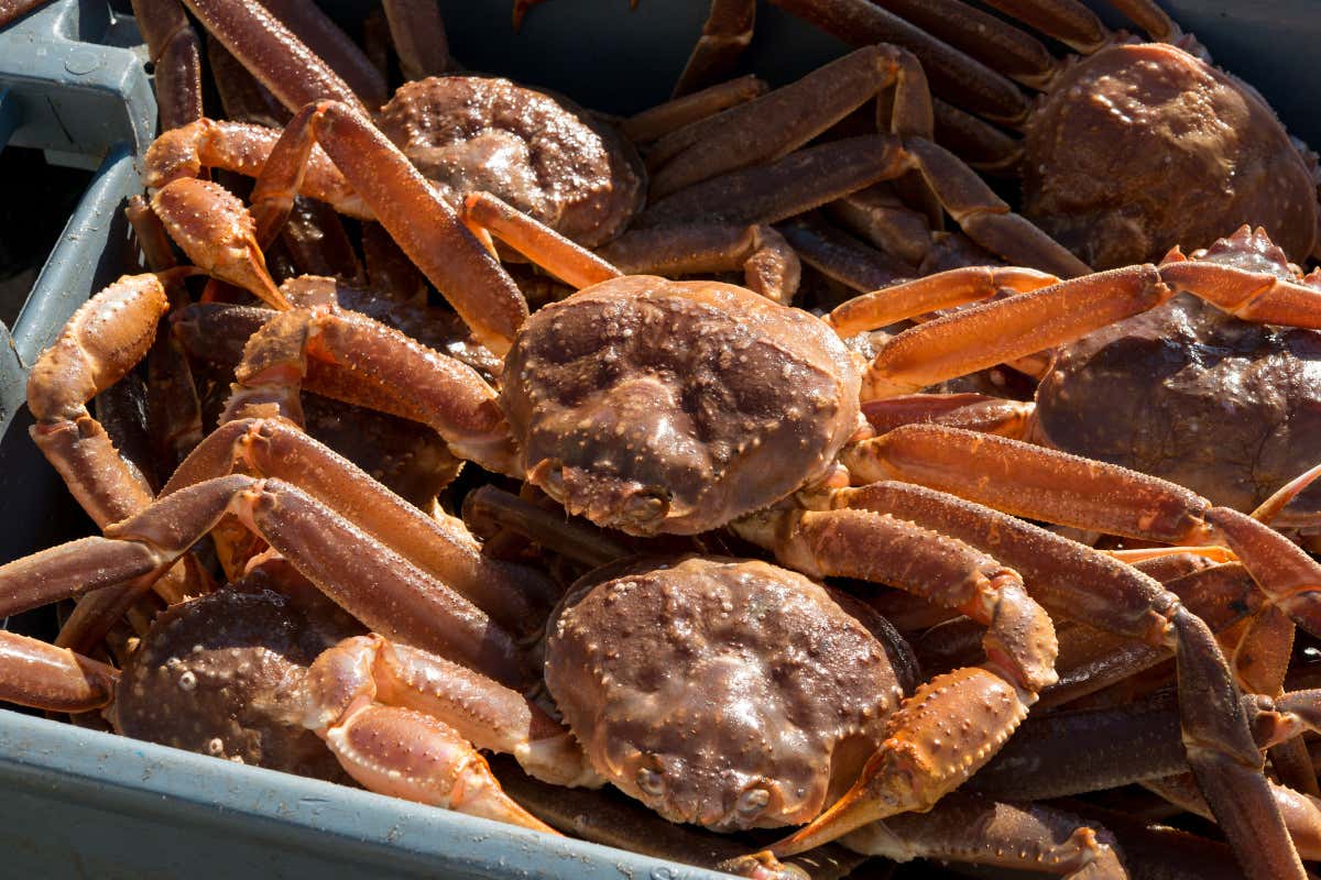Lo snow crab tipico dell'Alaska Per la prima volta l'Alaska annulla la pesca al granchio